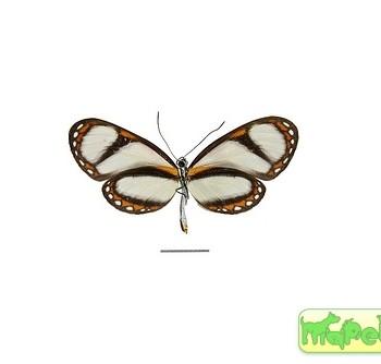 Ithomia amarilla