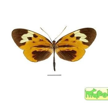 Hypothyris mamercus