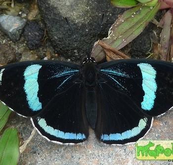 Diaethria clymena