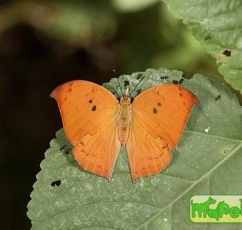 Zaretis ellops