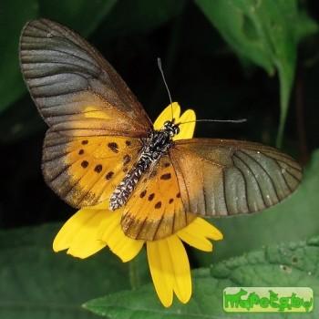 Acraea orestia