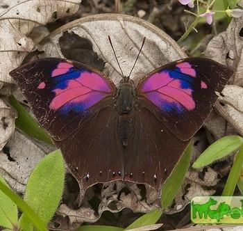 Fountainea nessus