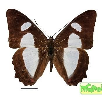 Pyrrhogyra amphiro