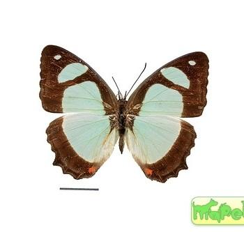 Pyrrhogyra crameri