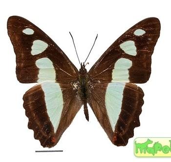 Pyrrhogyra edocla