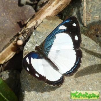 Dynamine athemon