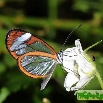 Oleria paula