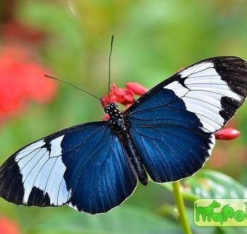 Heliconius sapho