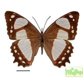 Pyrrhogyra neaerea