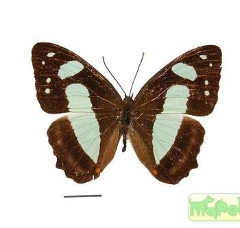 Pyrrhogyra otolais