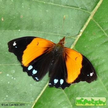 Epiphile lampethusa