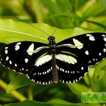 Heliconius atthis