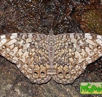 Hamadryas februa
