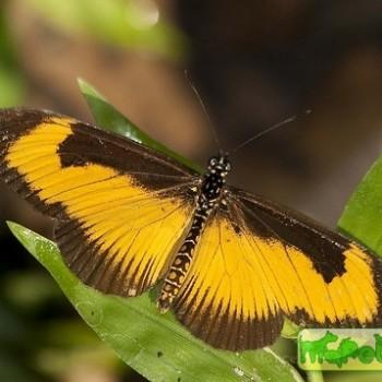 Acraea alciope