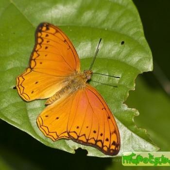 Lachnoptera anticlia