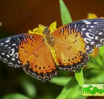 Cethosia cyane