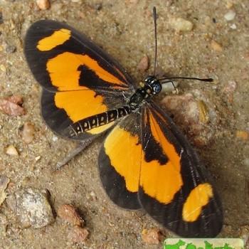 Acraea bonasia