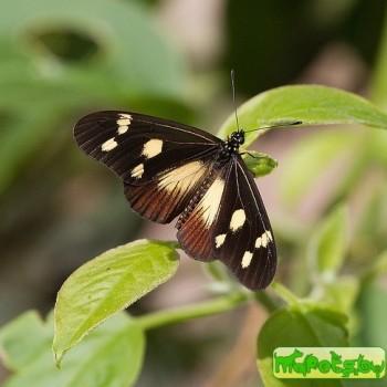 Acraea lycoa