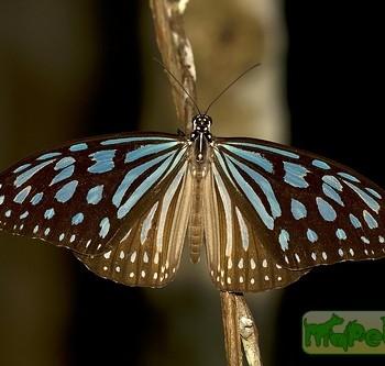 Ideopsis similis