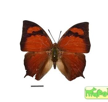 Fountainea eurypyle