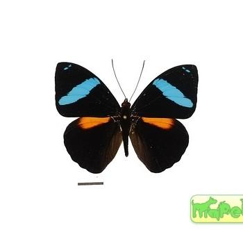 Nessaea aglaura