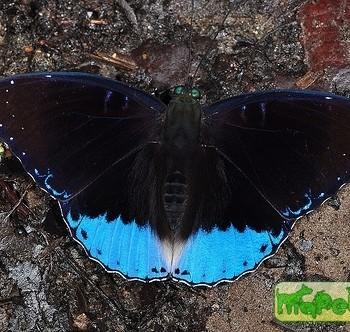 Stibochiona coresia