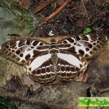 Catuna angustatum