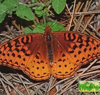 Speyeria nokomis