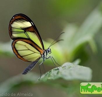 Mcclungia cymo