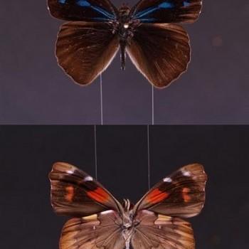 Orophila cardases