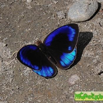 Eunica eurota