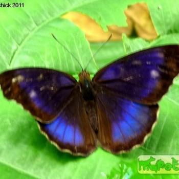 Eunica concordia