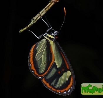 Ithomia salapia