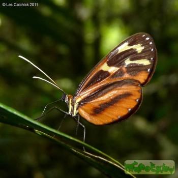 Hypothyris fluonia