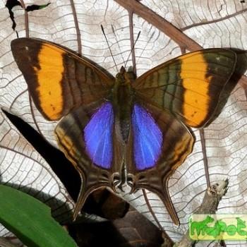 Marpesia marcella