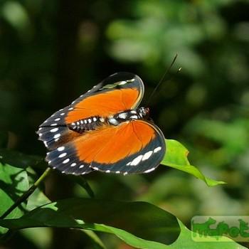 Euphaedra alacris