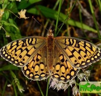 Speyeria callippe