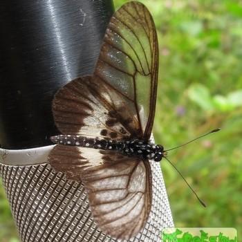 Acraea circeis