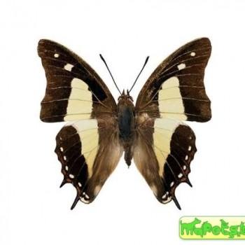 Polyura athamas