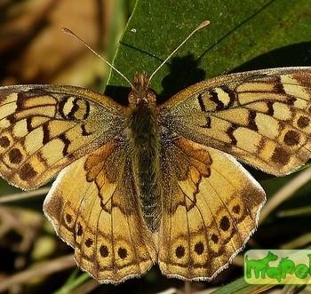 Speyeria claudia