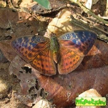 Bebearia tentyris