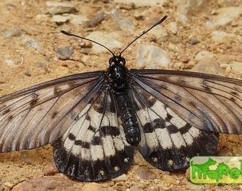 Acraea andromacha