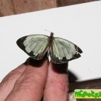 Dynamine sosthenes