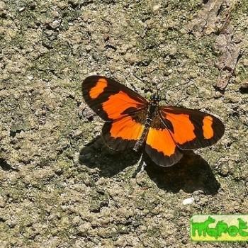 Acraea uvui