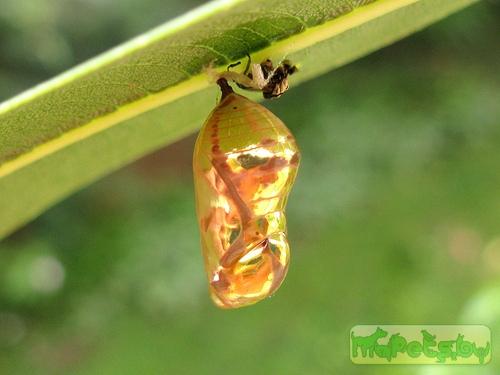 Euploea lewinii