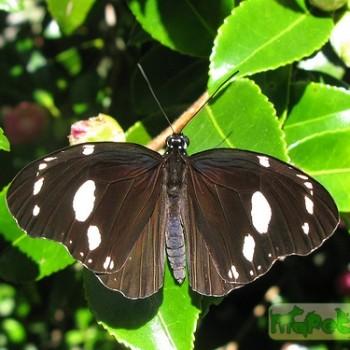 Euploea lewinii