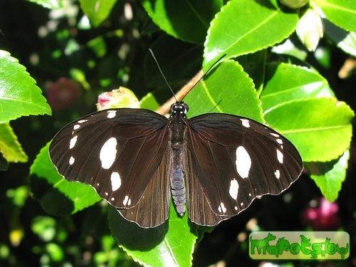 Euploea lewinii