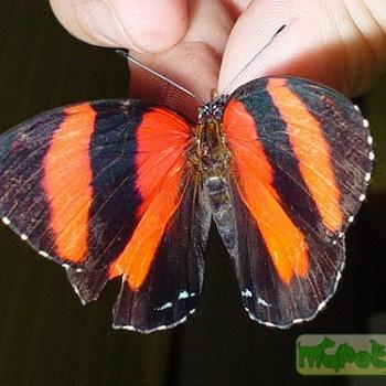 Callicore pitheas