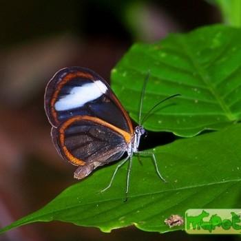 Pseudoscada timna