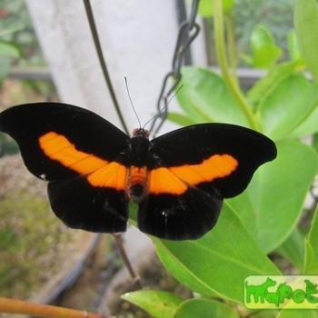 Catonephele mexicana